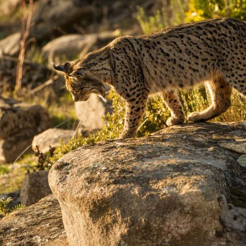 Iberian lynx photography