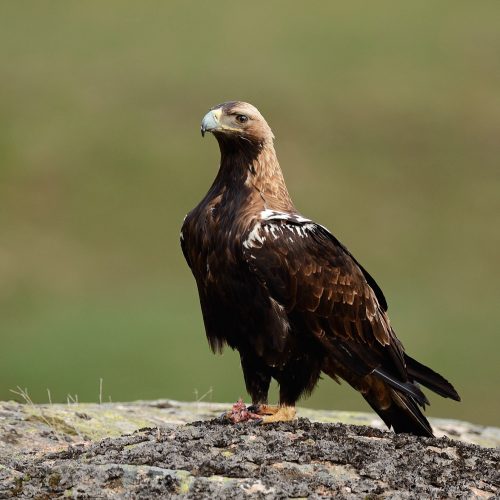 Águila imperial, fotografía desde hide en la sierra de Andújar