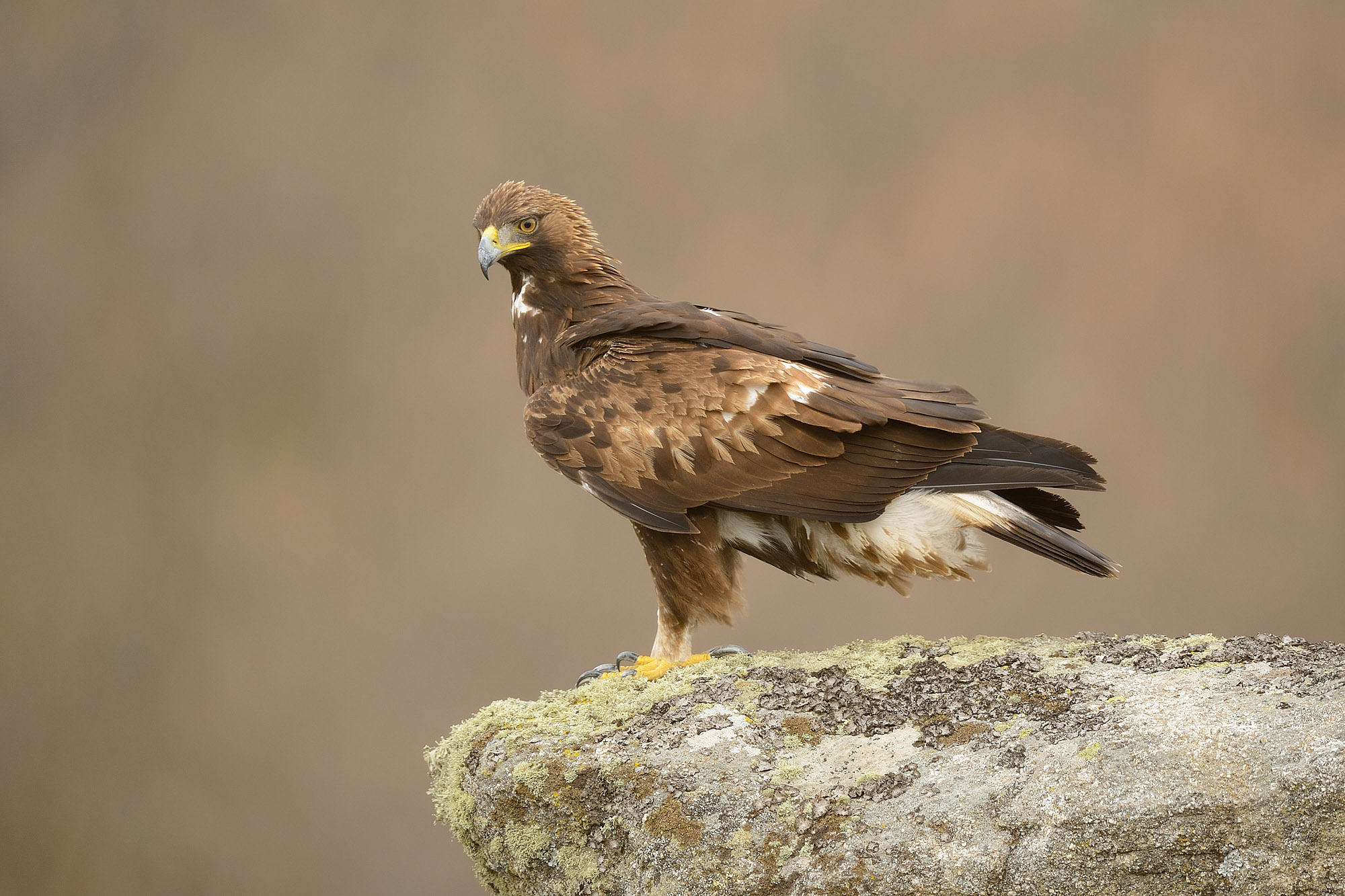 Águila imperial desde hide en la sierra de Andújar – El Ecoturista